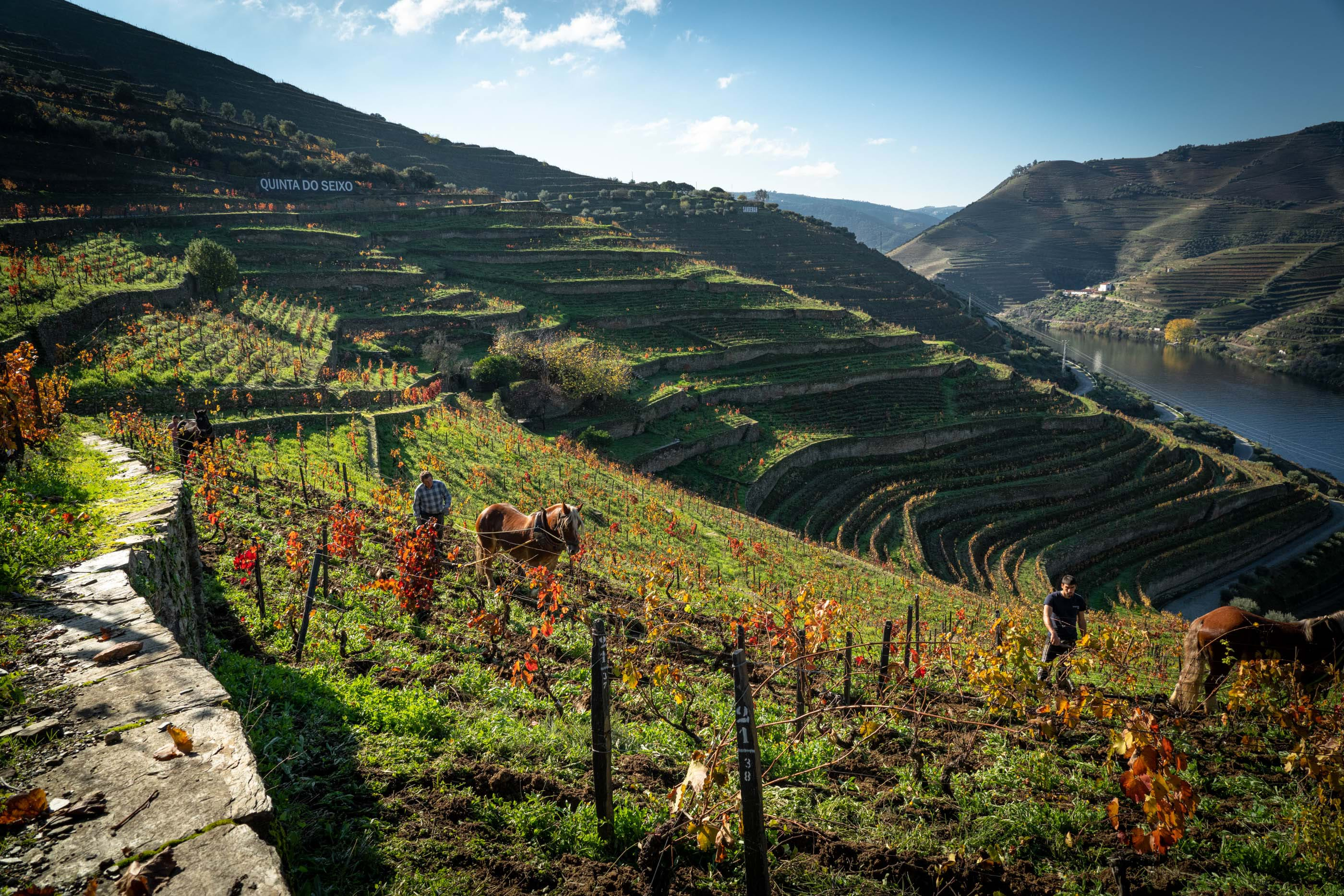 Quinta Do Seixo Vineyards (12)