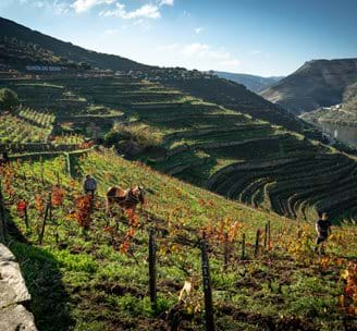 Quinta Do Seixo Vineyards (12)