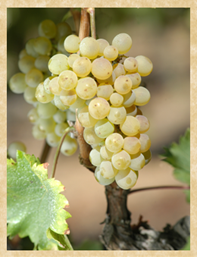 White Winemaking 2